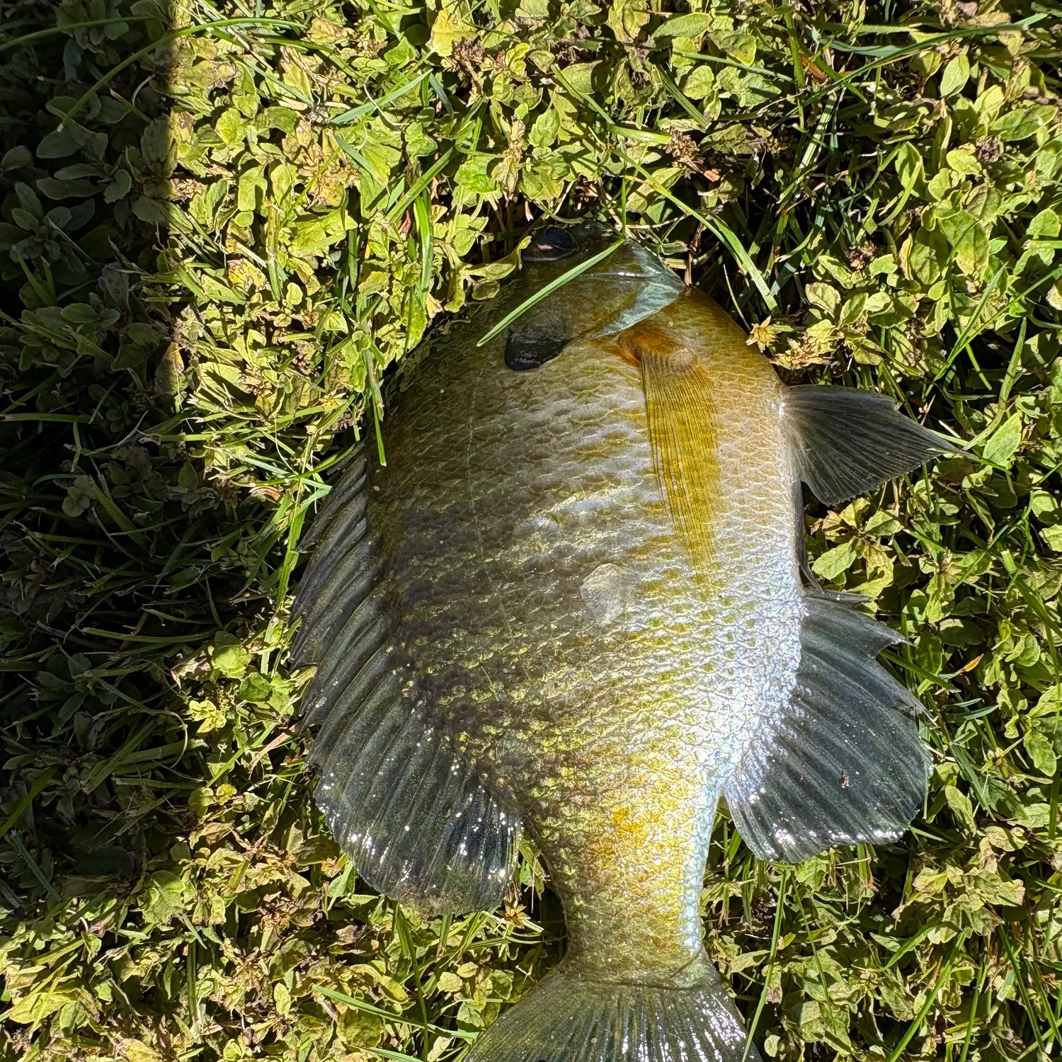 Bluegill caught on Fishbrain