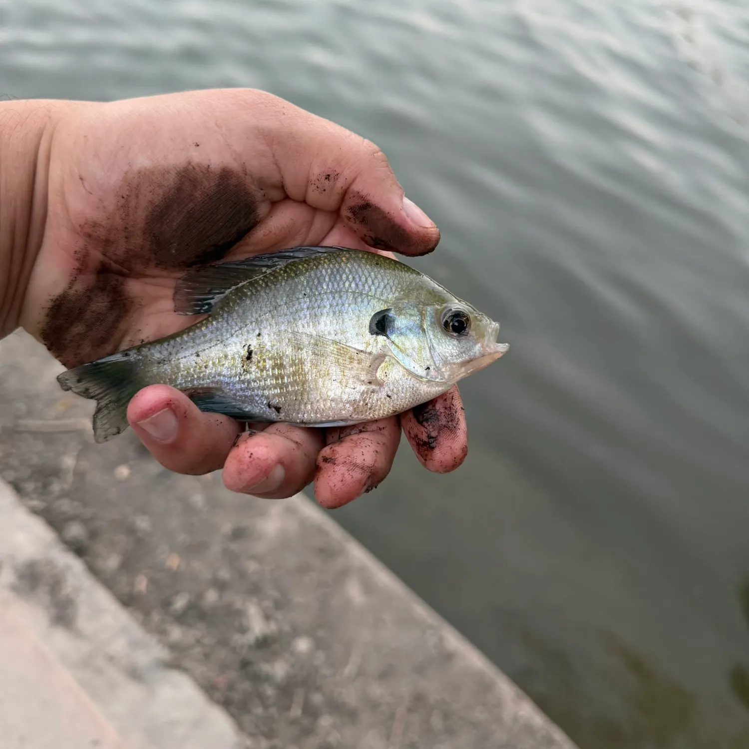 Bluegill caught on Fishbrain