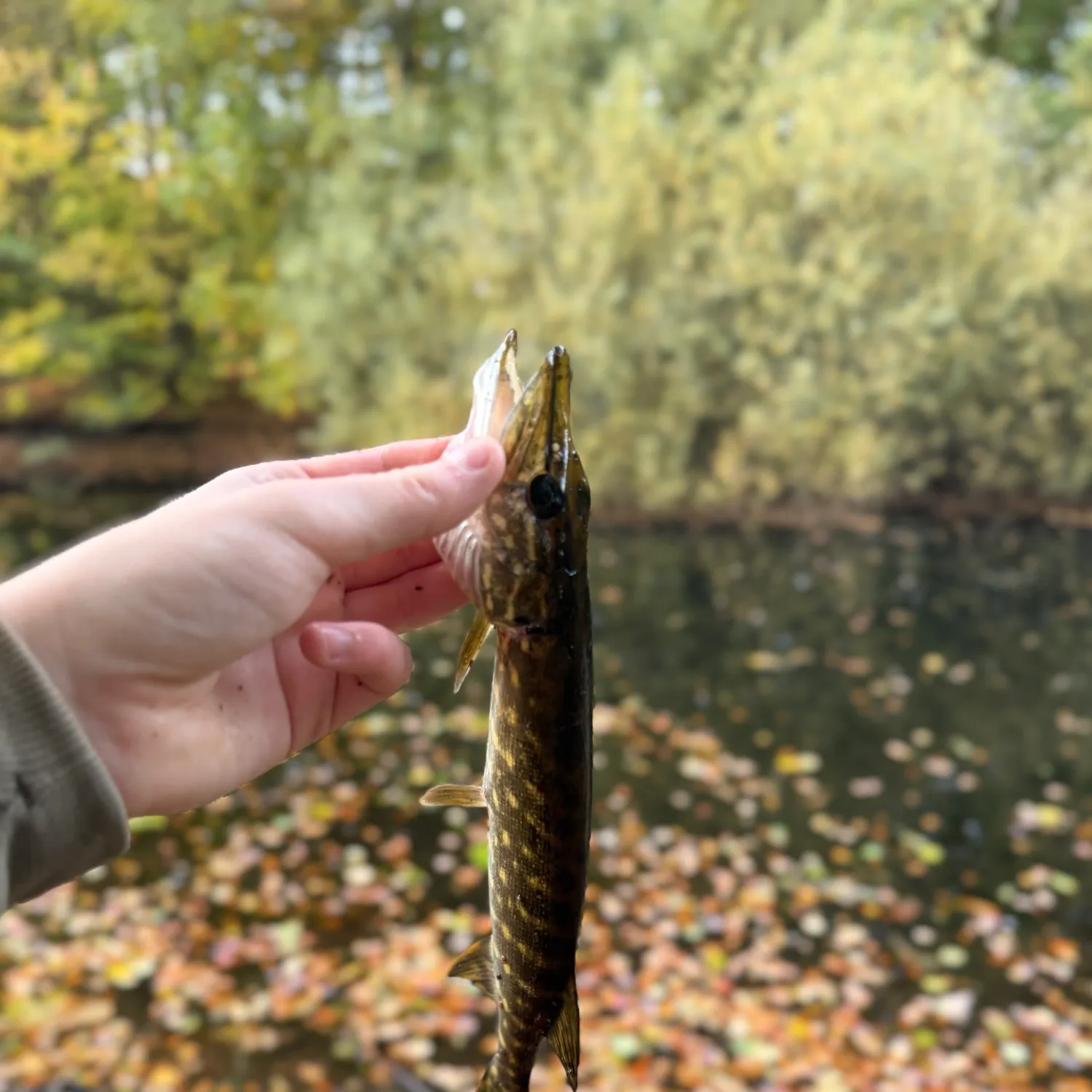 Northern pike caught on Fishbrain