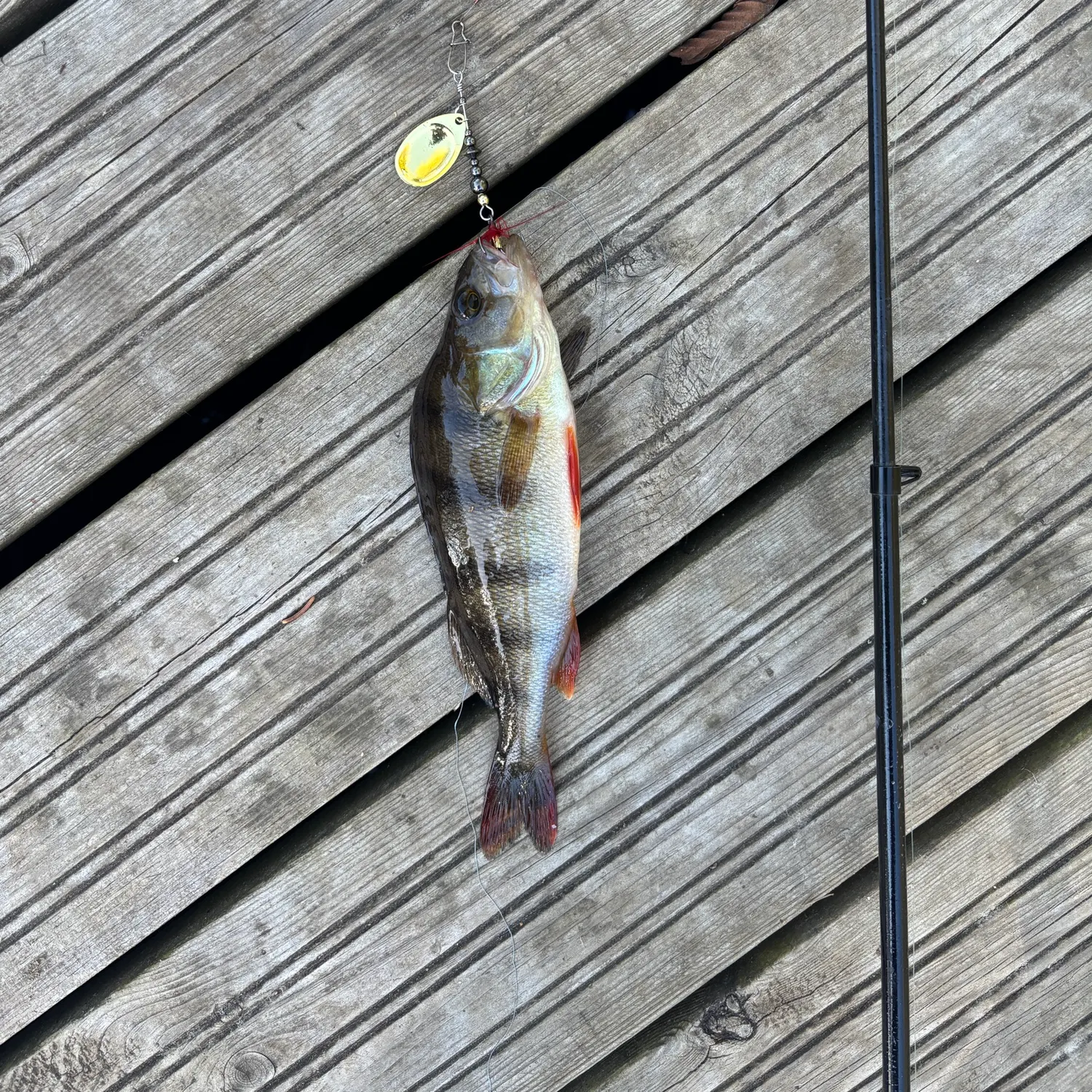 European perch caught on Fishbrain