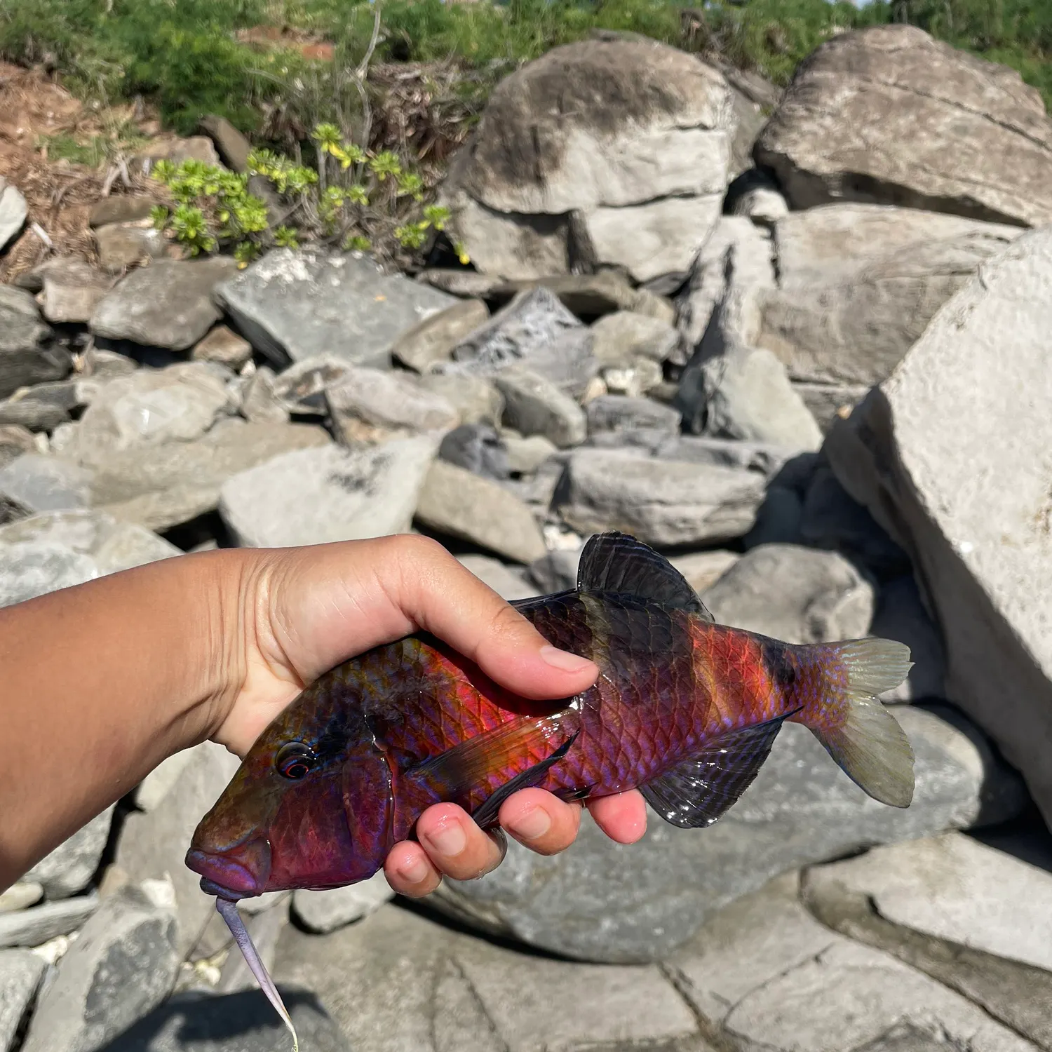 recently logged catches