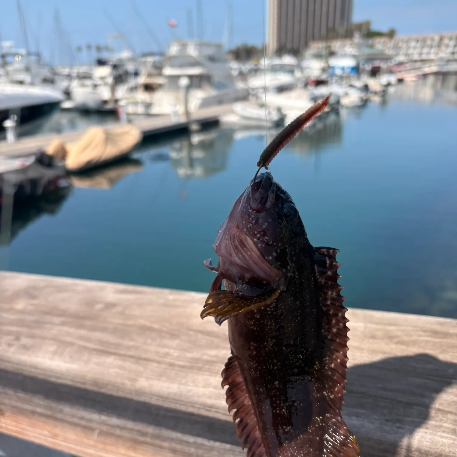 The most recent Cabezon catches on Fishbrain