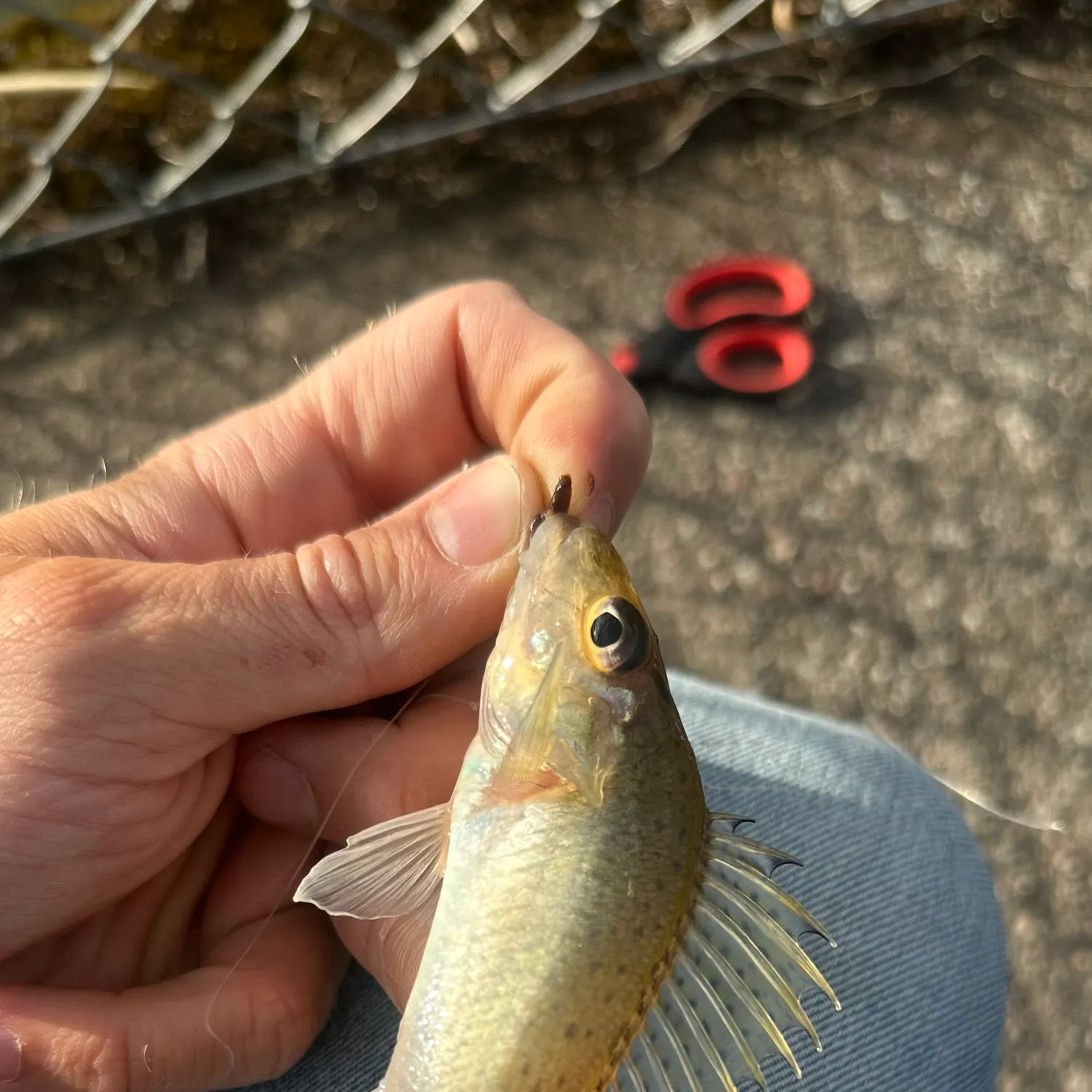 Eurasian ruffe caught on Fishbrain