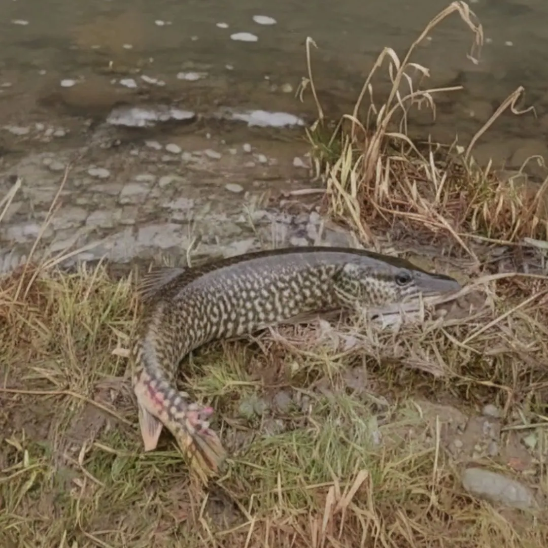 The most recent Tiger muskellunge catches on Fishbrain