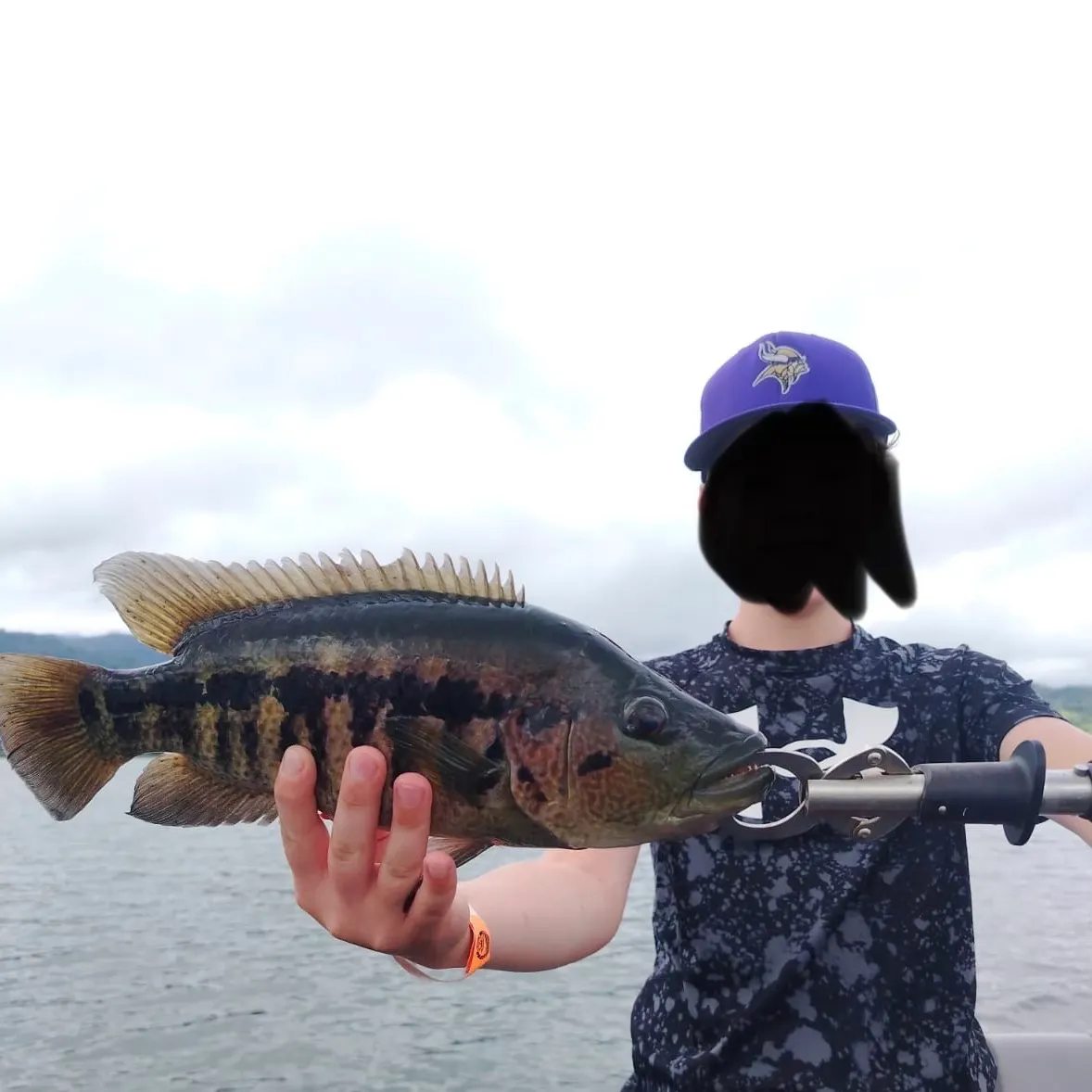 The most recent Butterfly peacock bass catches on Fishbrain