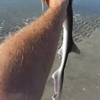 The most recent Piked dogfish catches on Fishbrain