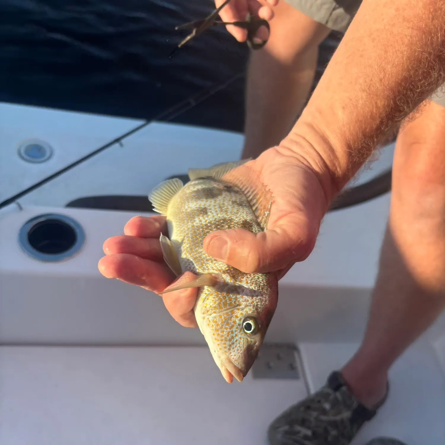 The most recent Southern puffer catches on Fishbrain