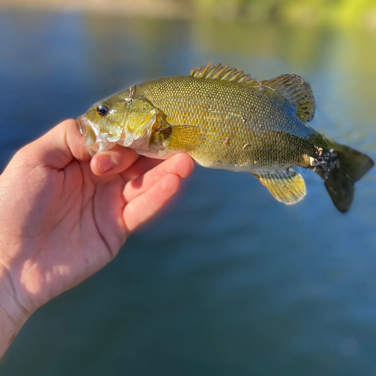 Fish caught on Fishbrain