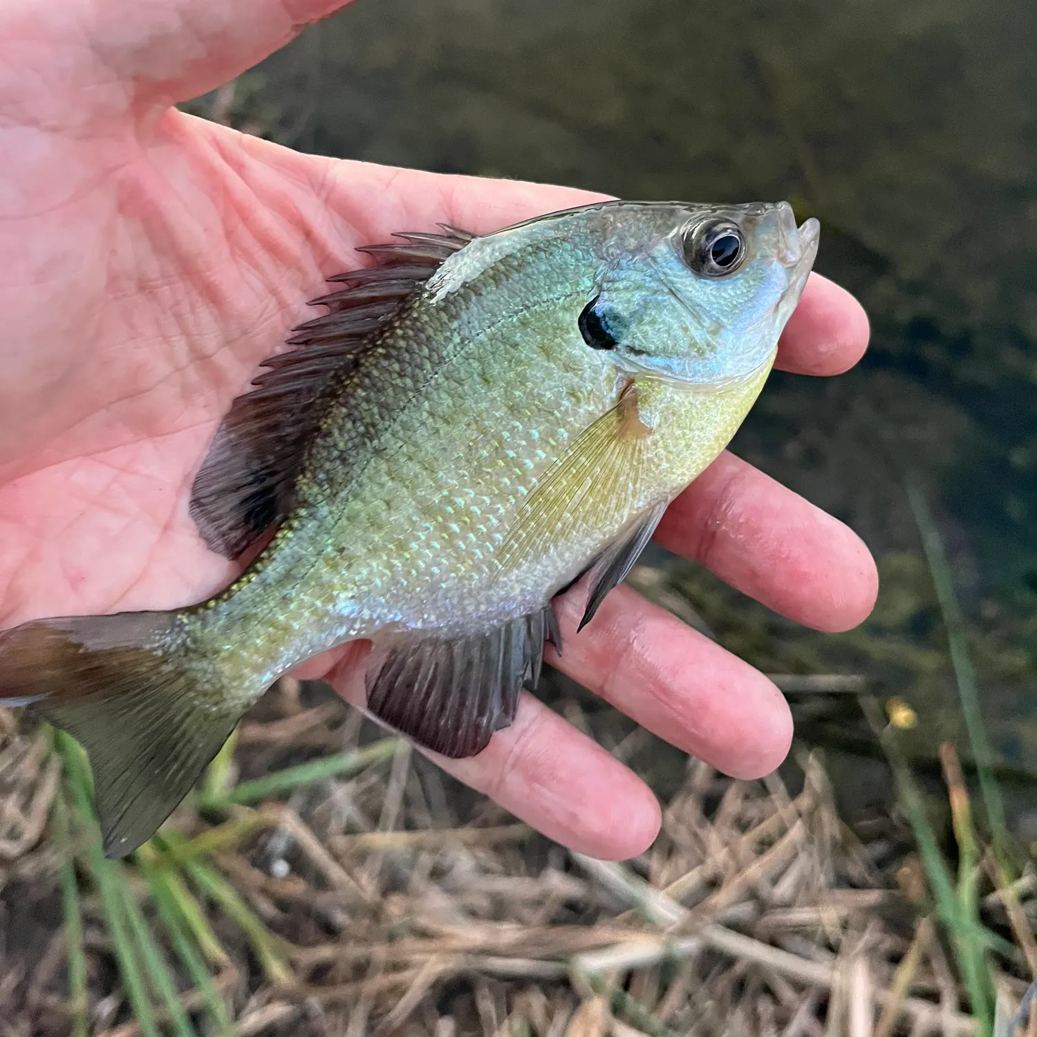 Bluegill caught on Fishbrain