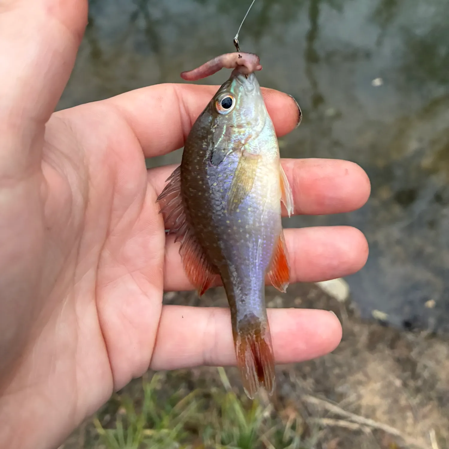The most recent Swampland longear sunfish catches on Fishbrain