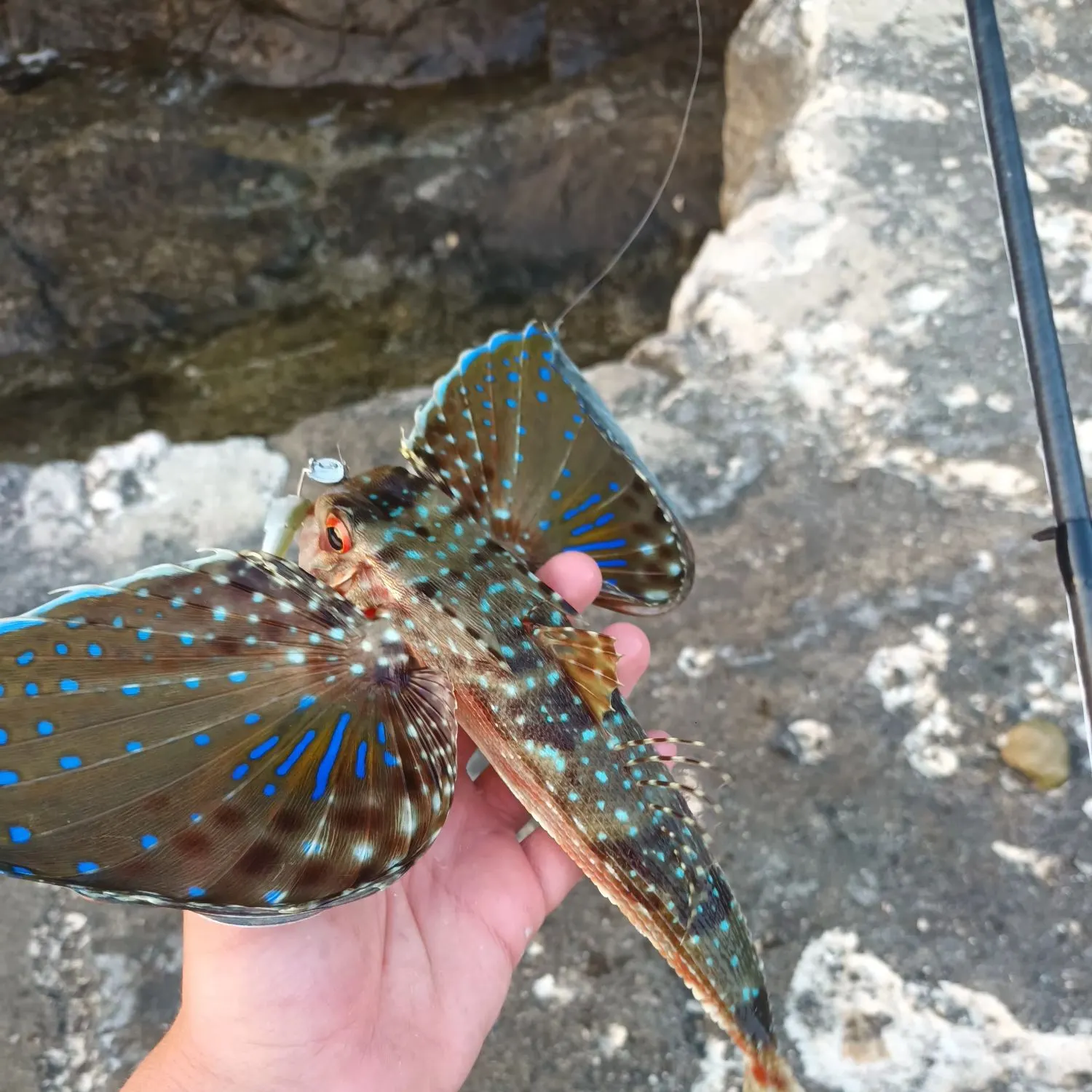 The most recent Flying gurnard catches on Fishbrain