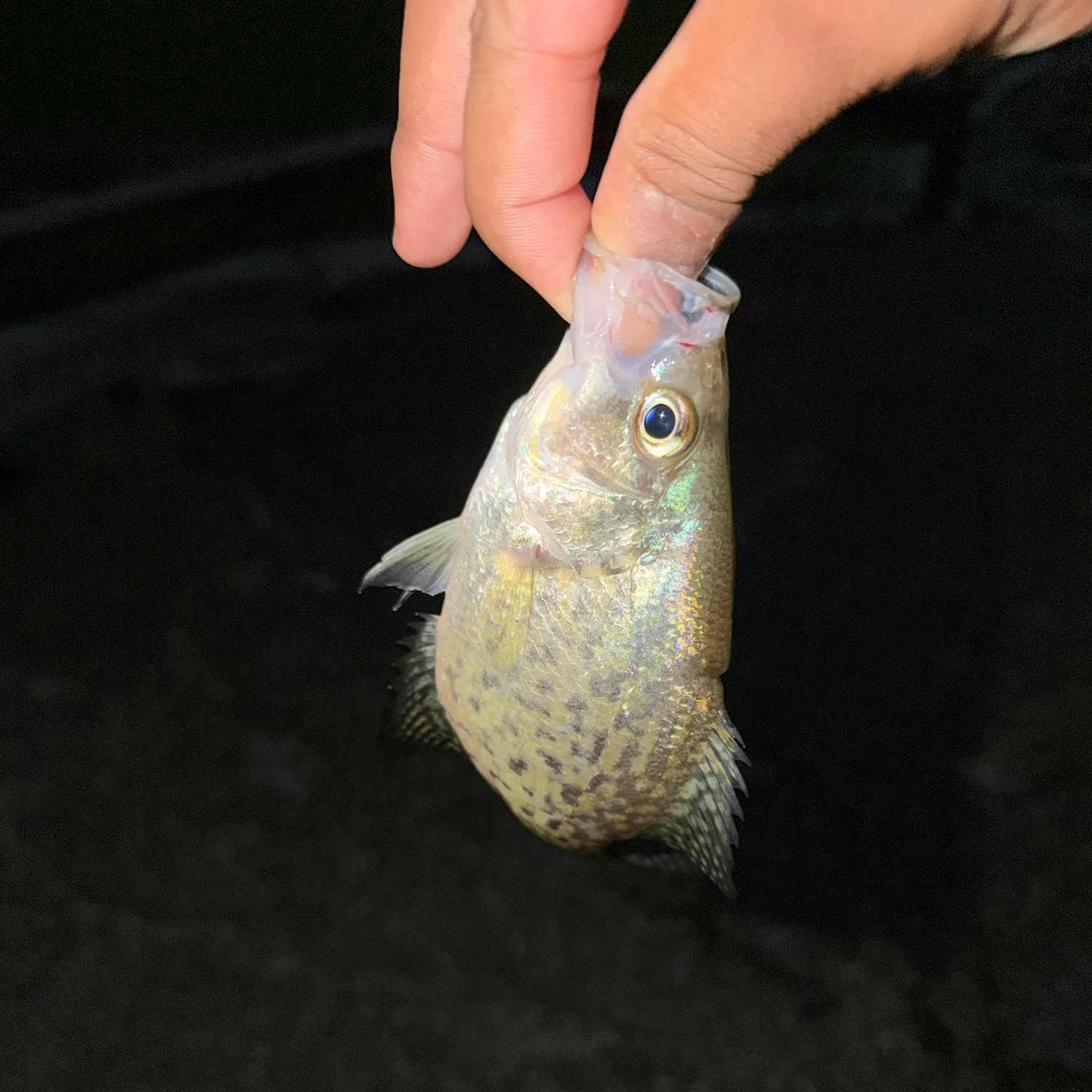 Black crappie caught on Fishbrain
