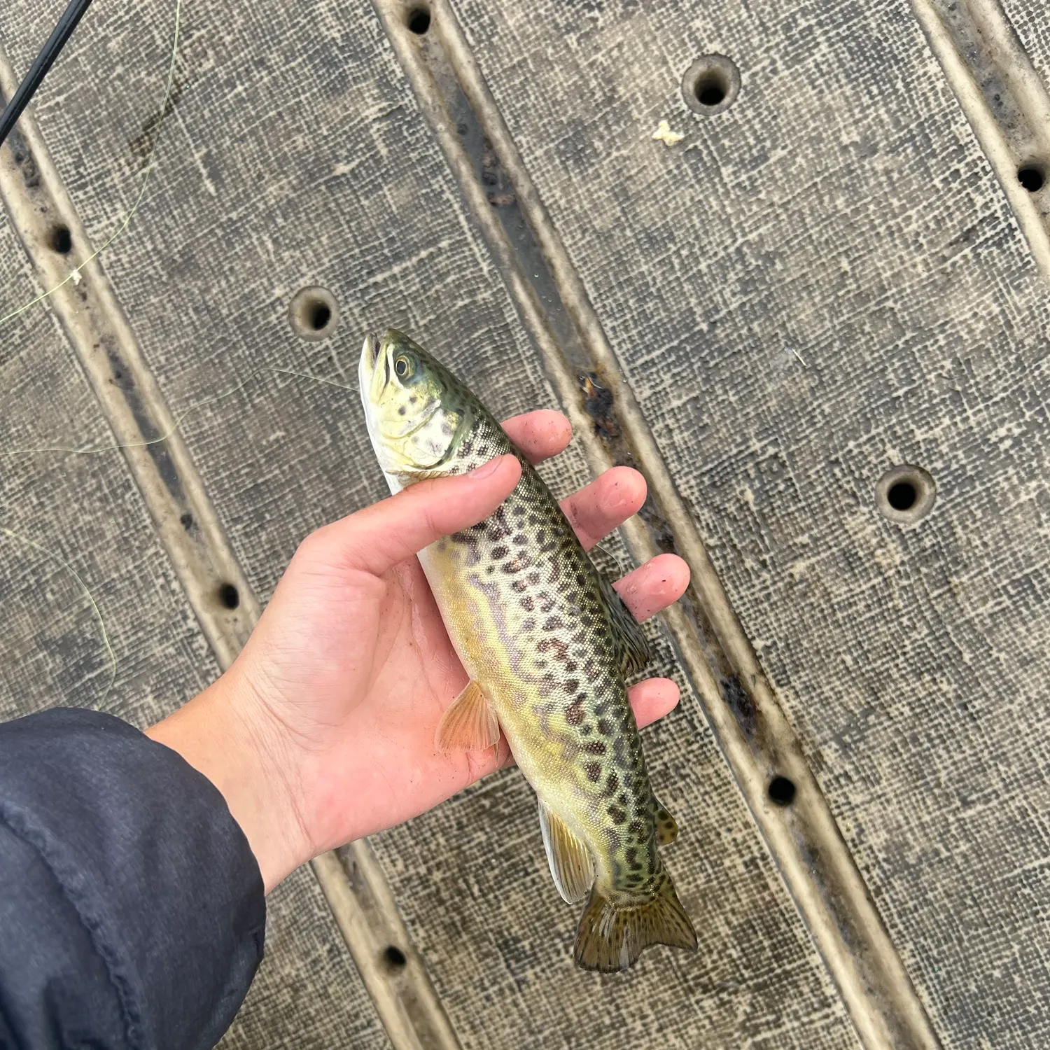 Tiger trout caught on Fishbrain
