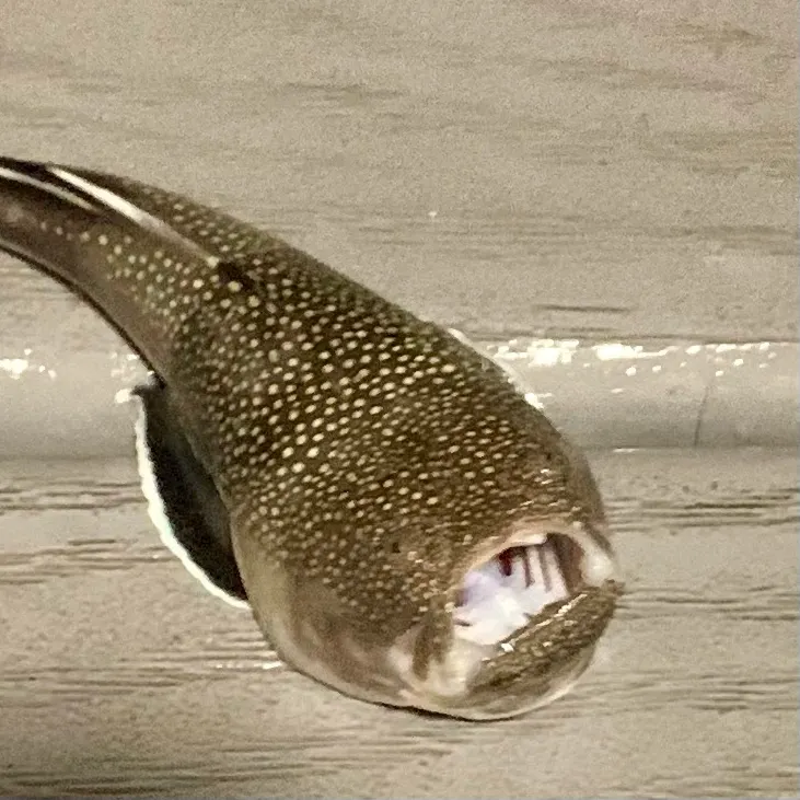 The most recent Southern stargazer catches on Fishbrain