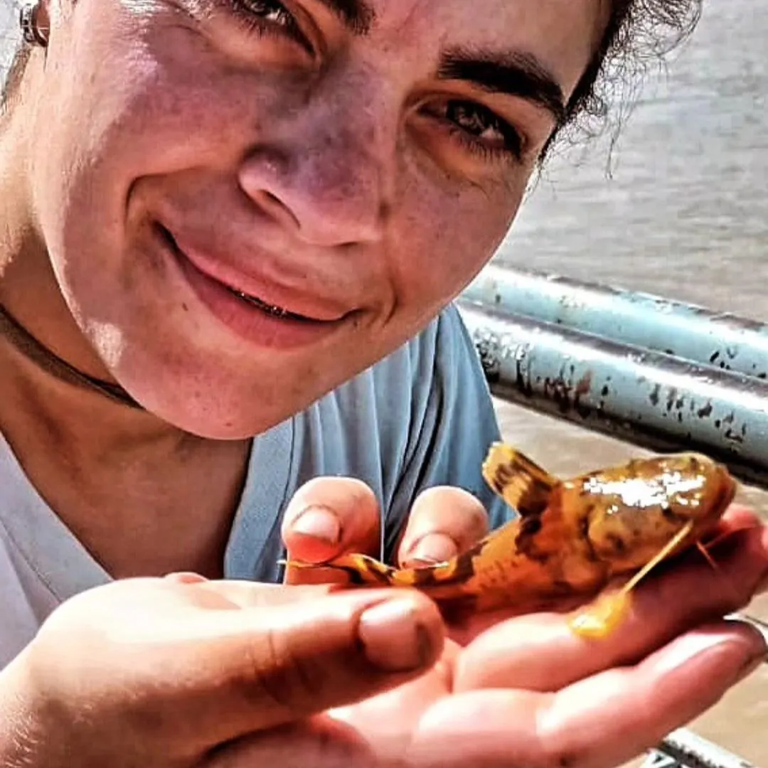 The most recent Gilded catfish catches on Fishbrain