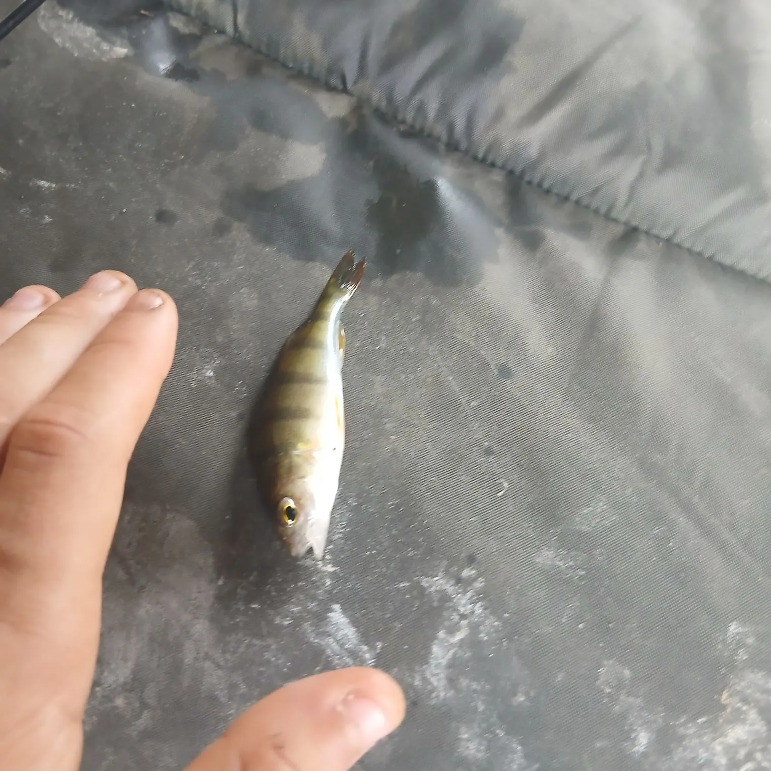 European perch caught on Fishbrain