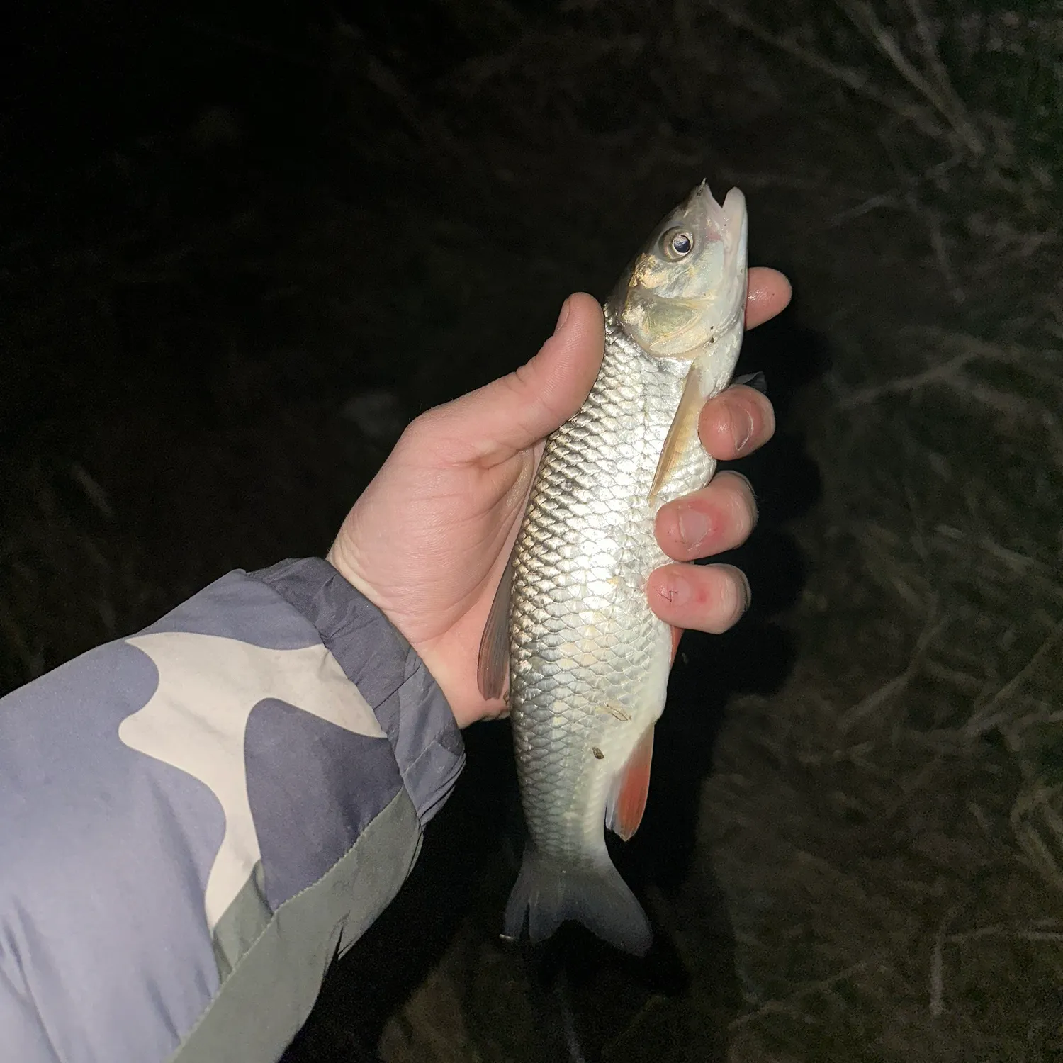 The most recent European chub catches on Fishbrain