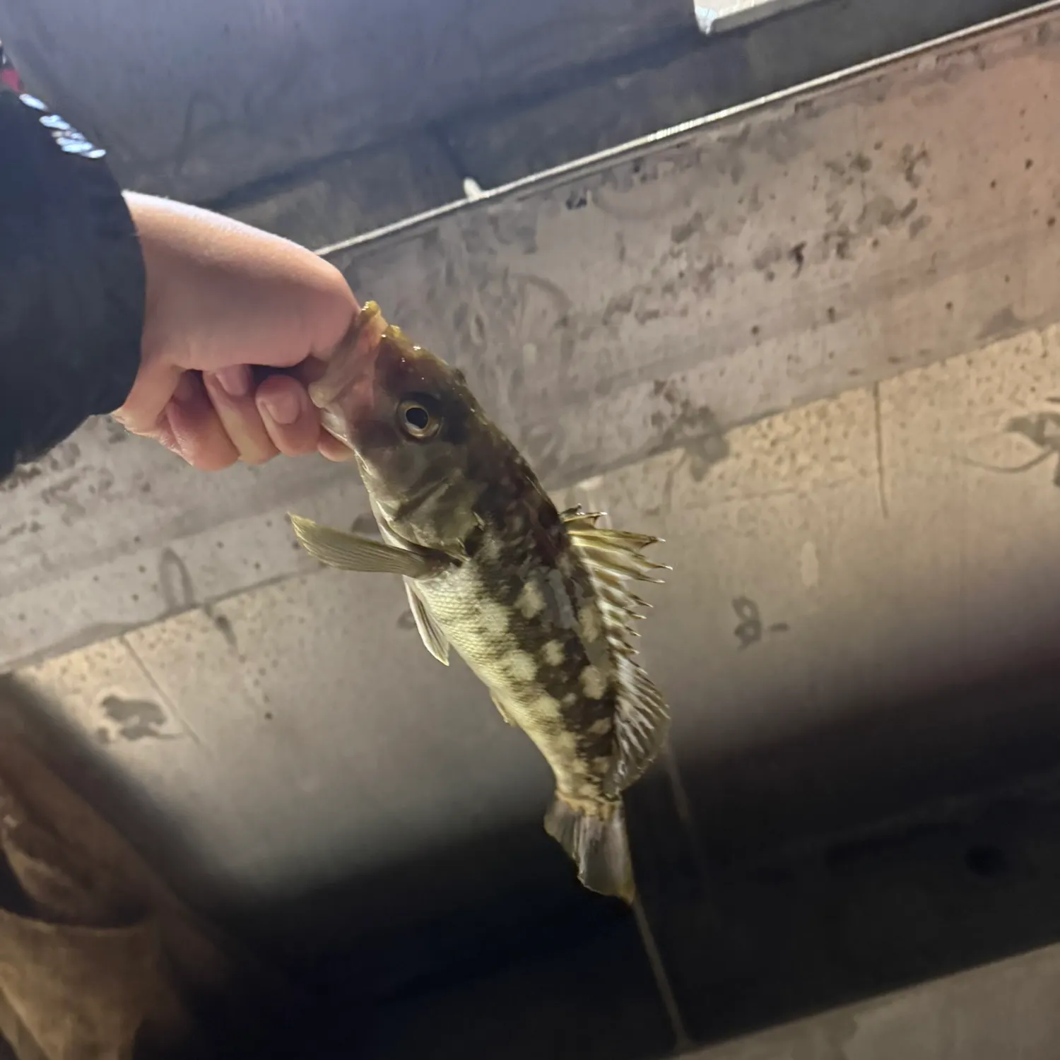 The most recent Kelp bass catches on Fishbrain