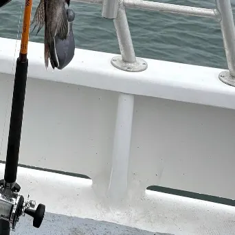 Black sea bass caught on Fishbrain