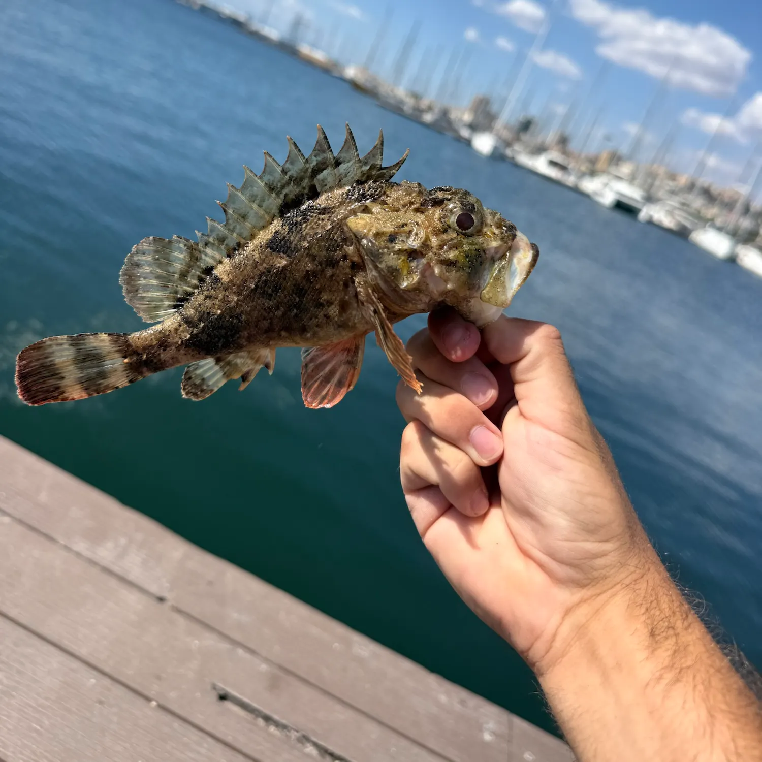 Black scorpionfish caught on Fishbrain