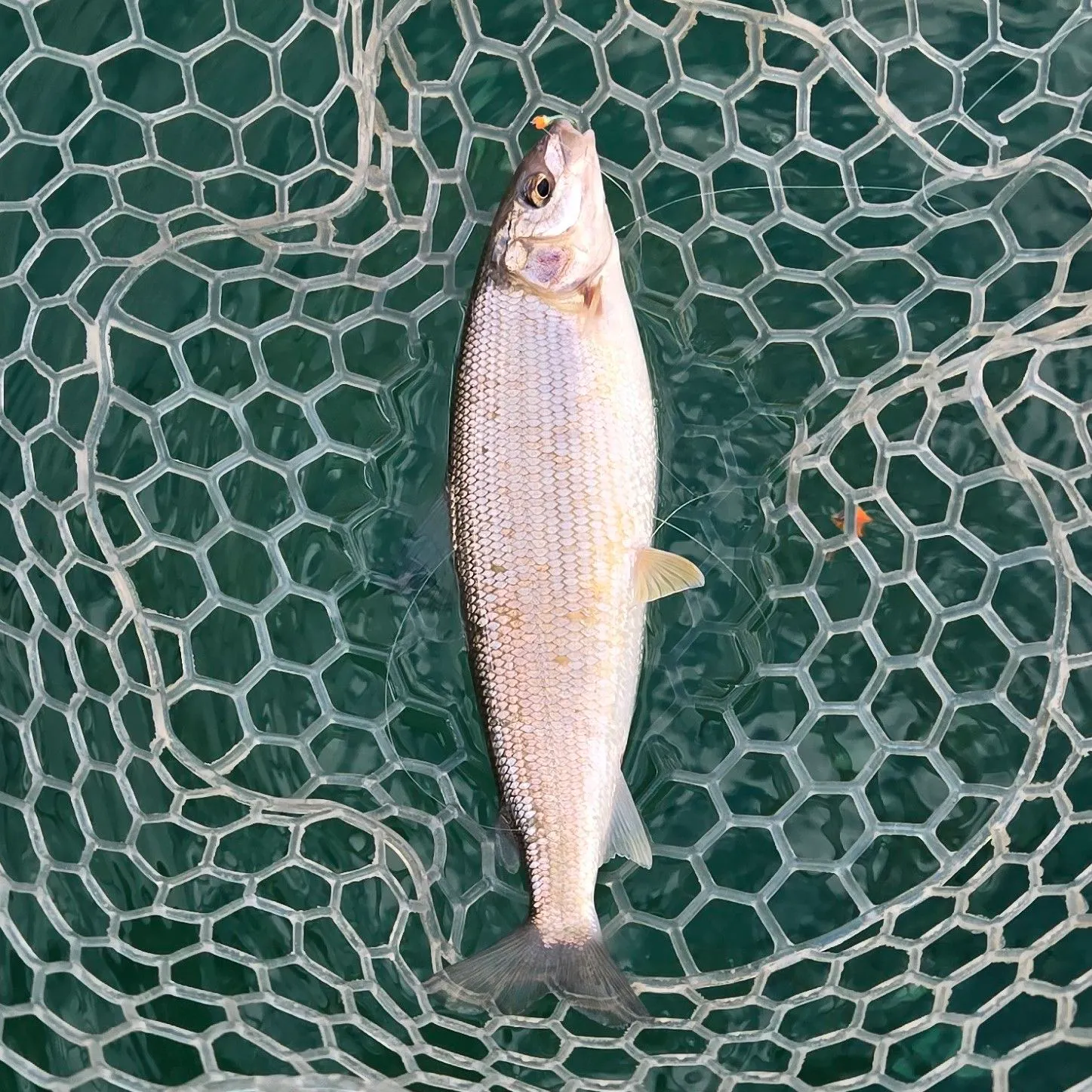 Mountain whitefish caught on Fishbrain