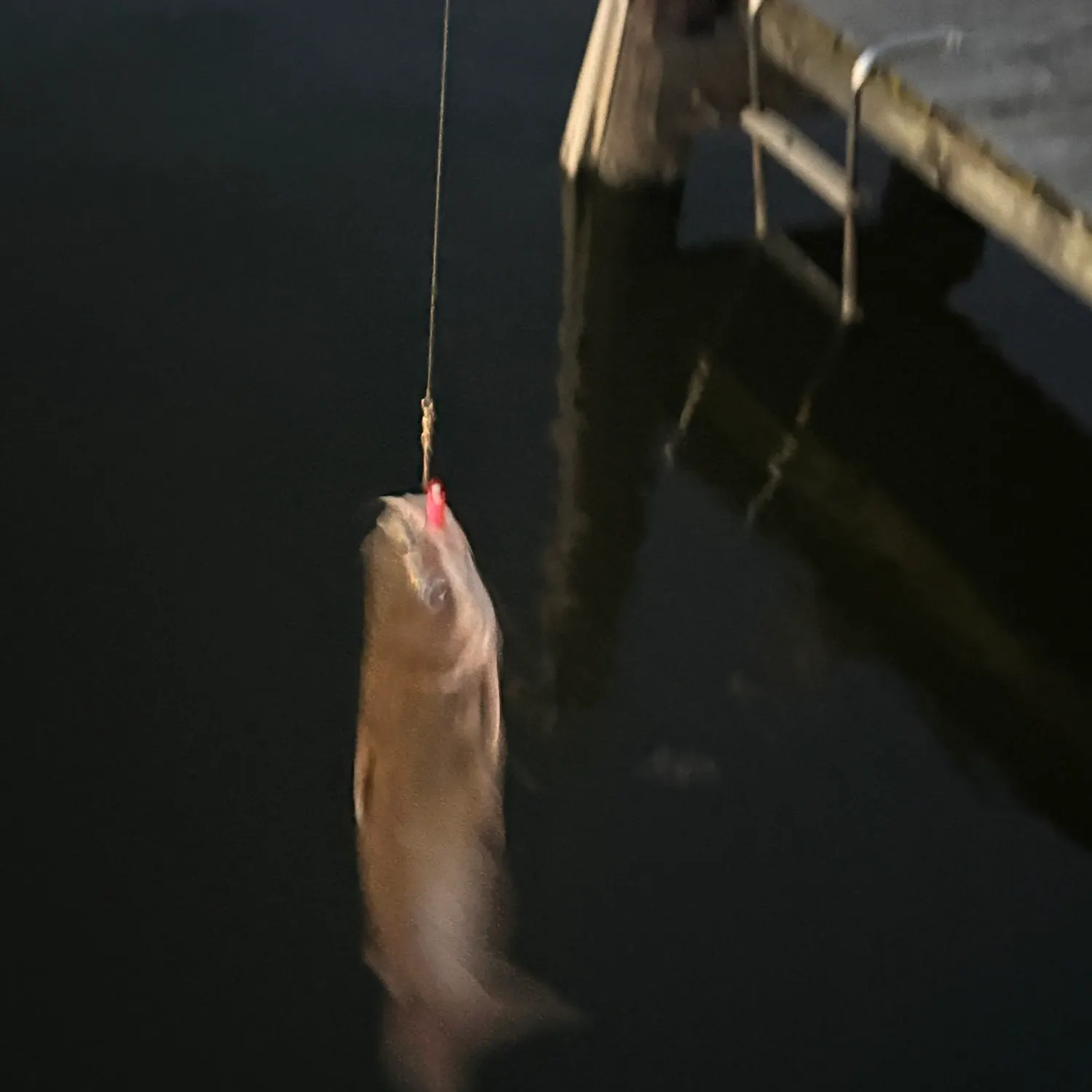 Channel catfish caught on Fishbrain