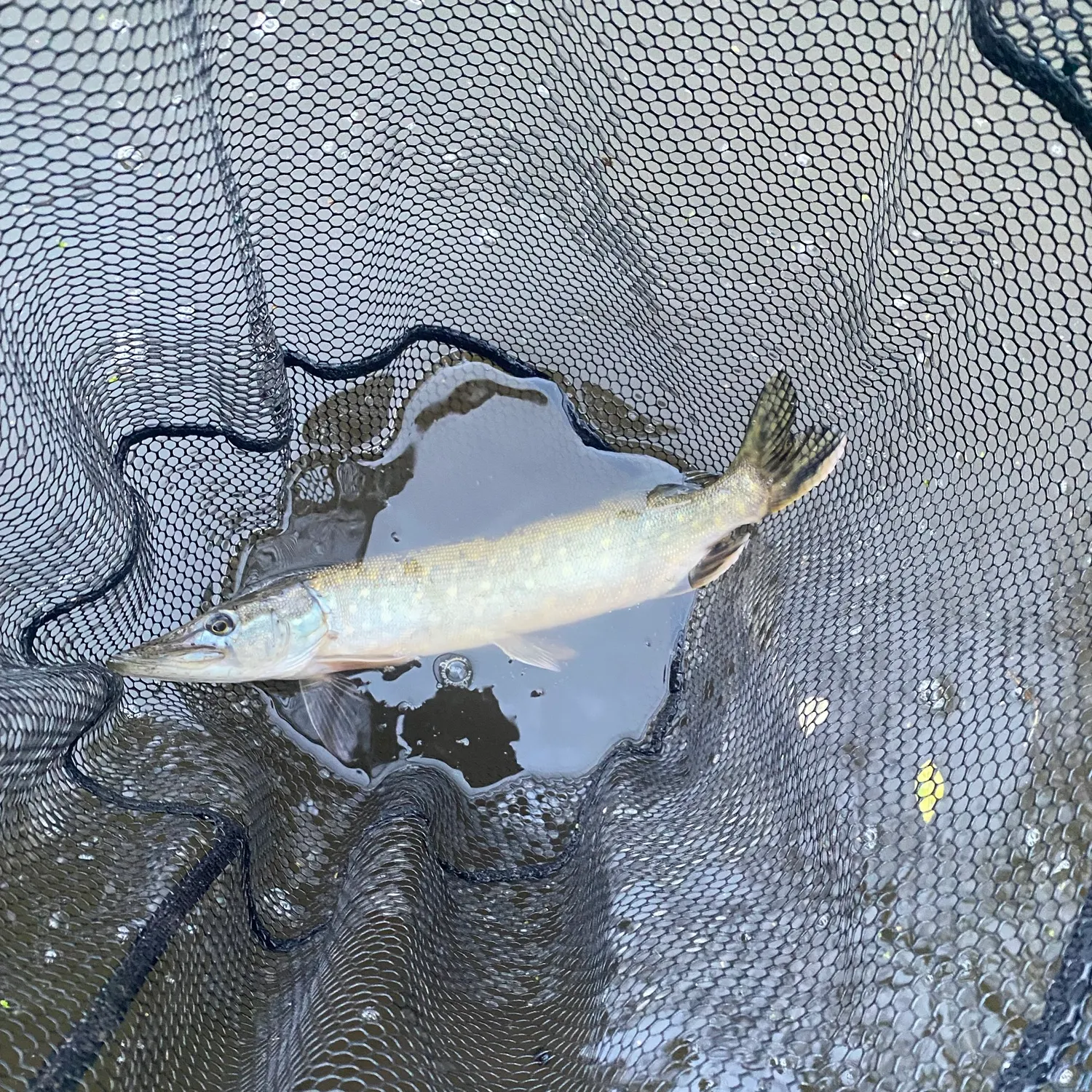 Northern pike caught on Fishbrain