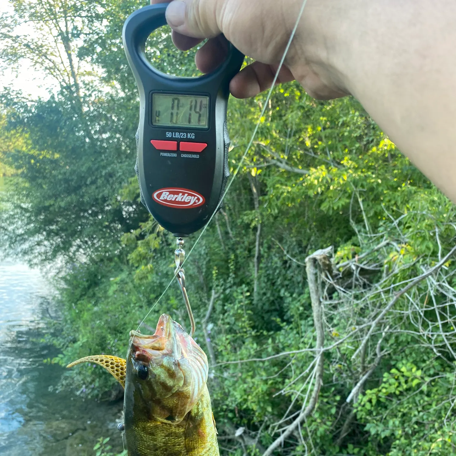 The most recent Smallmouth bass catches on Fishbrain