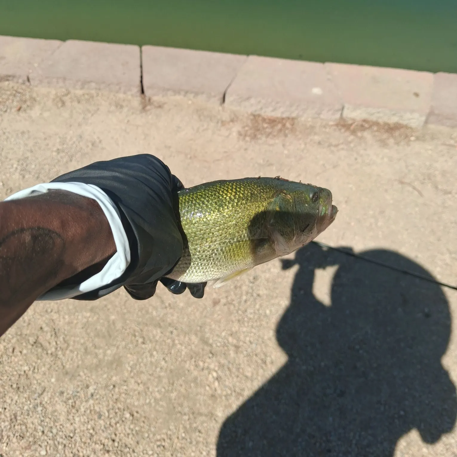 Largemouth bass caught on Fishbrain