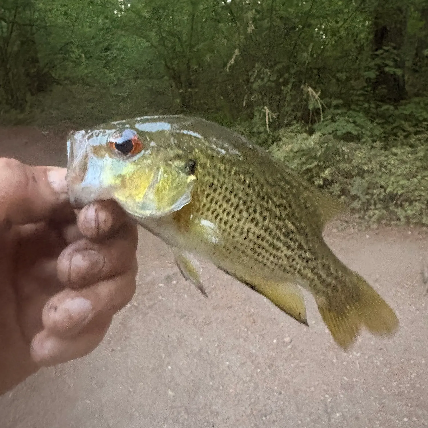 Rock bass caught on Fishbrain
