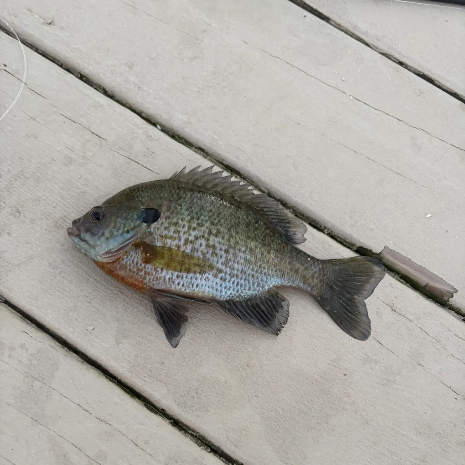 Bluegill caught on Fishbrain