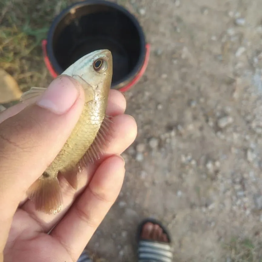 Fish caught on Fishbrain