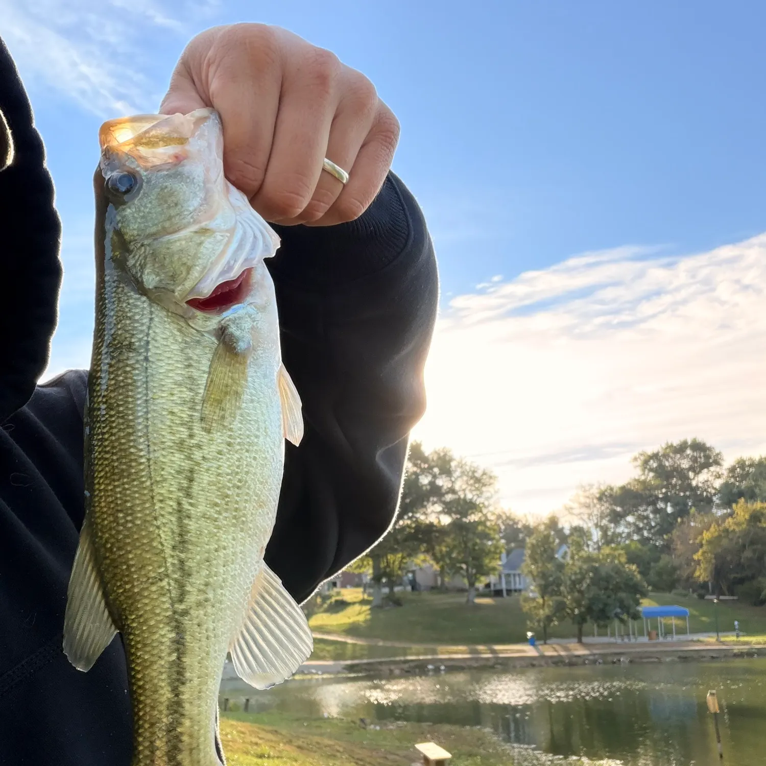 Largemouth bass caught on Fishbrain