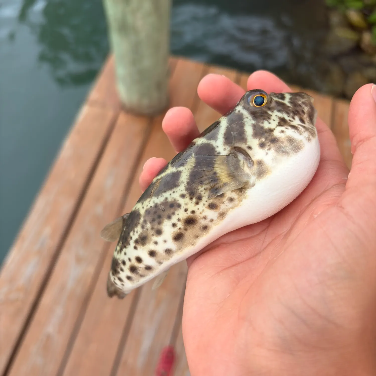 The most recent Checkered puffer catches on Fishbrain