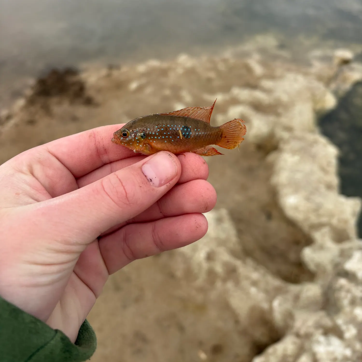 The most recent African Jewelfish catches on Fishbrain