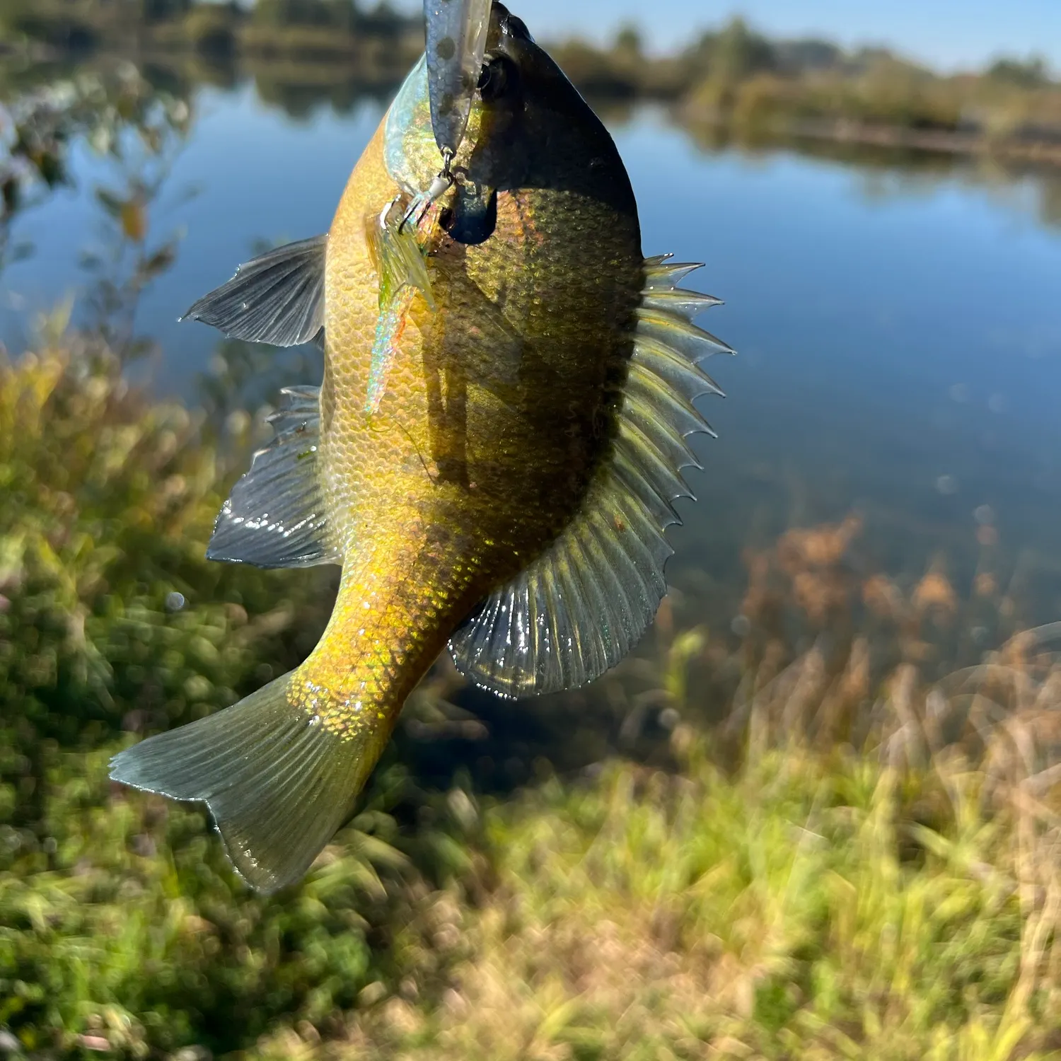 Bluegill caught on Fishbrain
