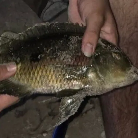 The most recent Spotted tilapia catches on Fishbrain