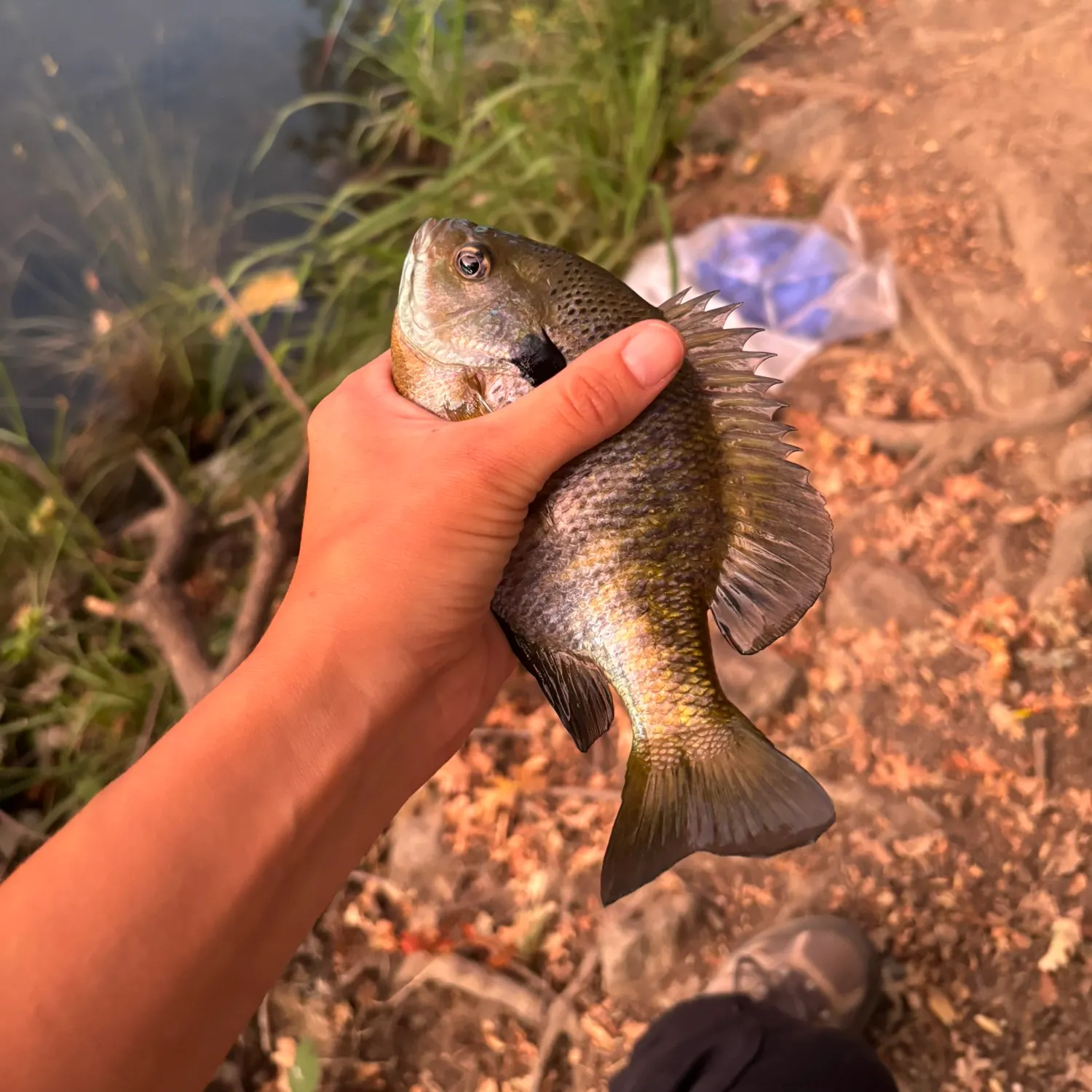 catch