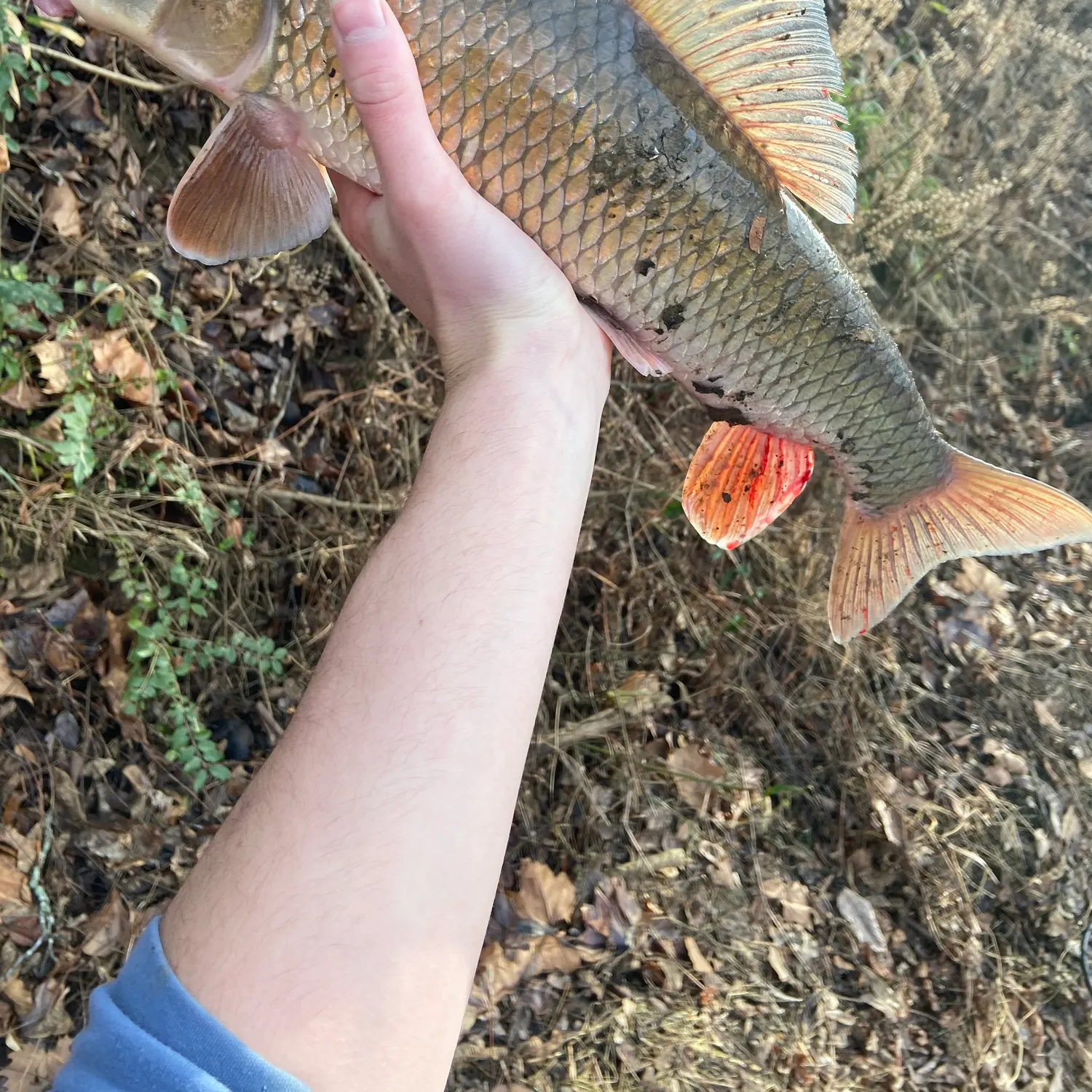 The most recent Silver redhorse catches on Fishbrain