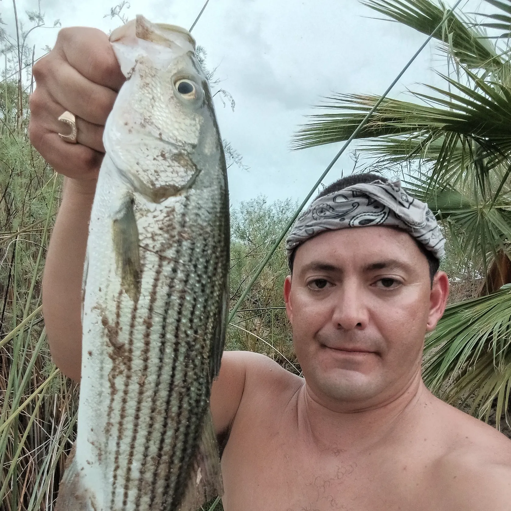 Striped bass caught on Fishbrain