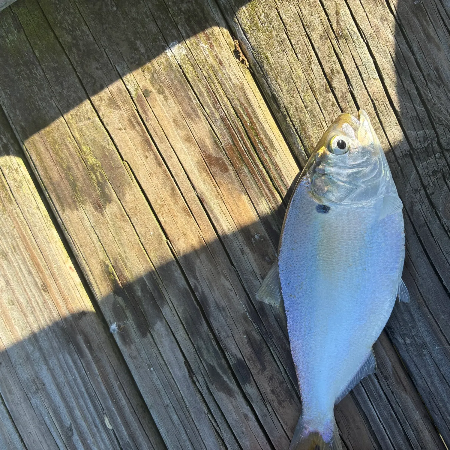 Atlantic menhaden caught on Fishbrain