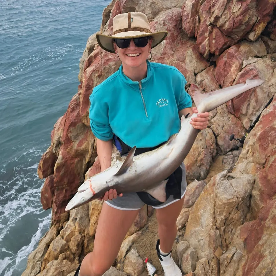 The most recent Blacktip shark catches on Fishbrain