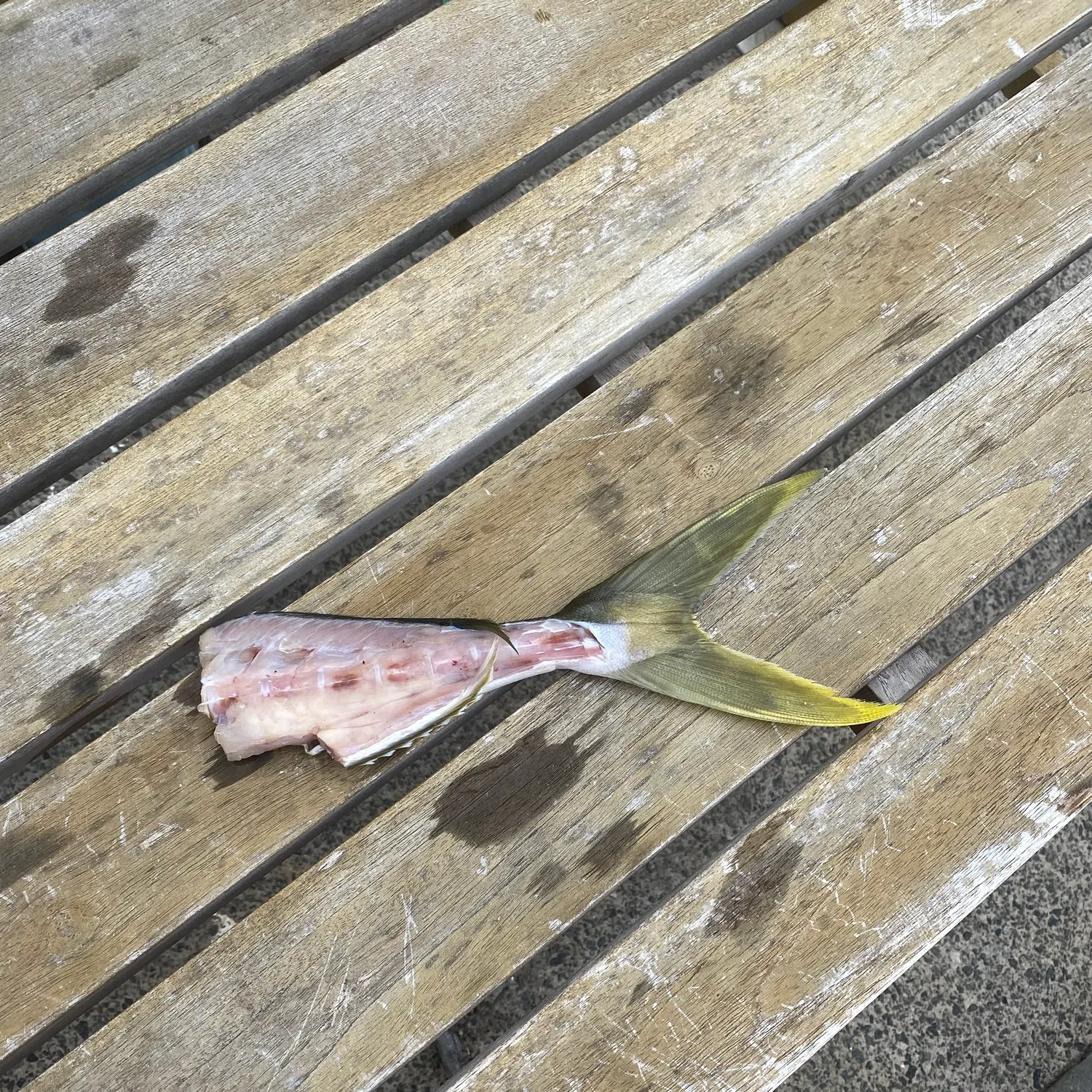 The most recent Southern yellowtail amberjack catches on Fishbrain