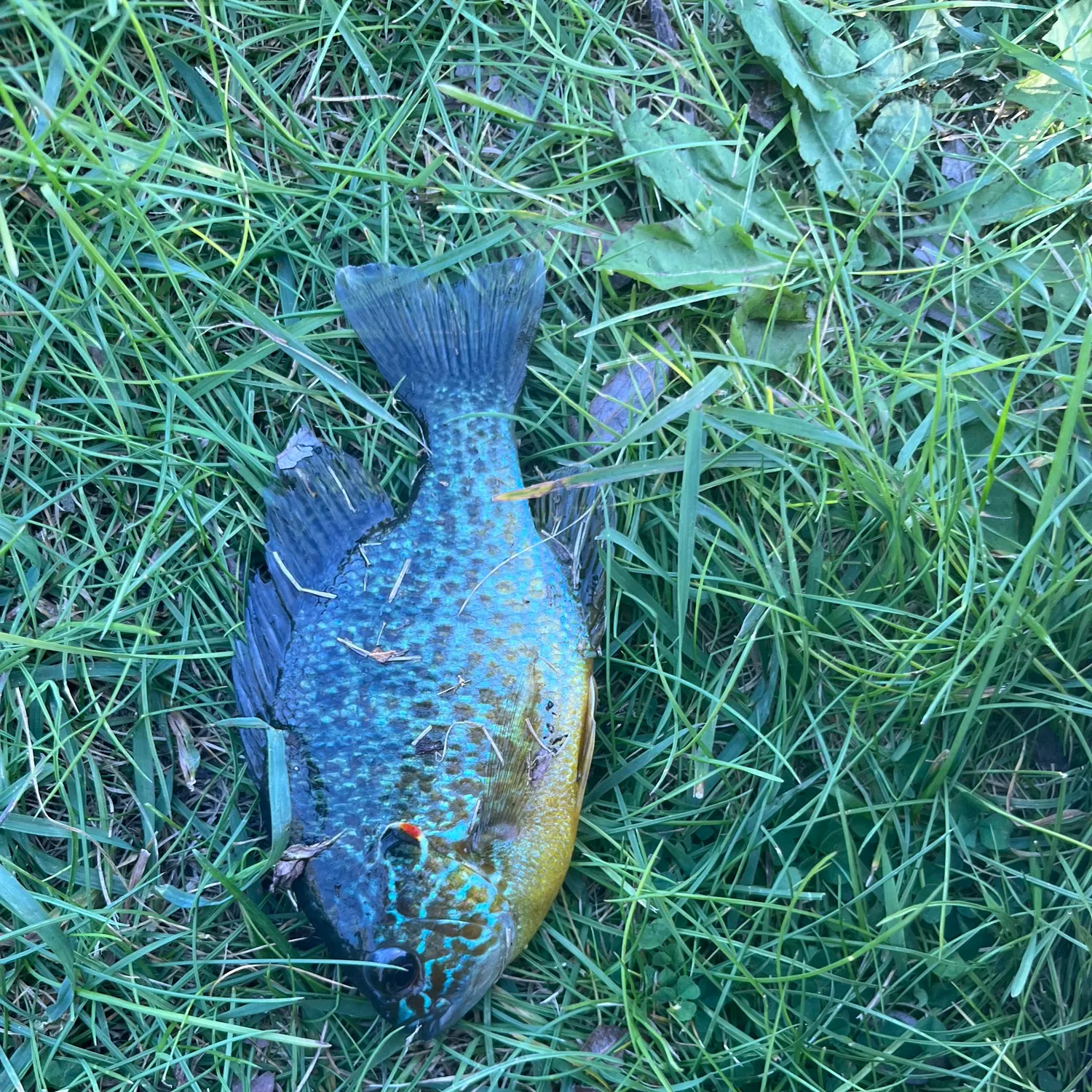 Pumpkinseed caught on Fishbrain