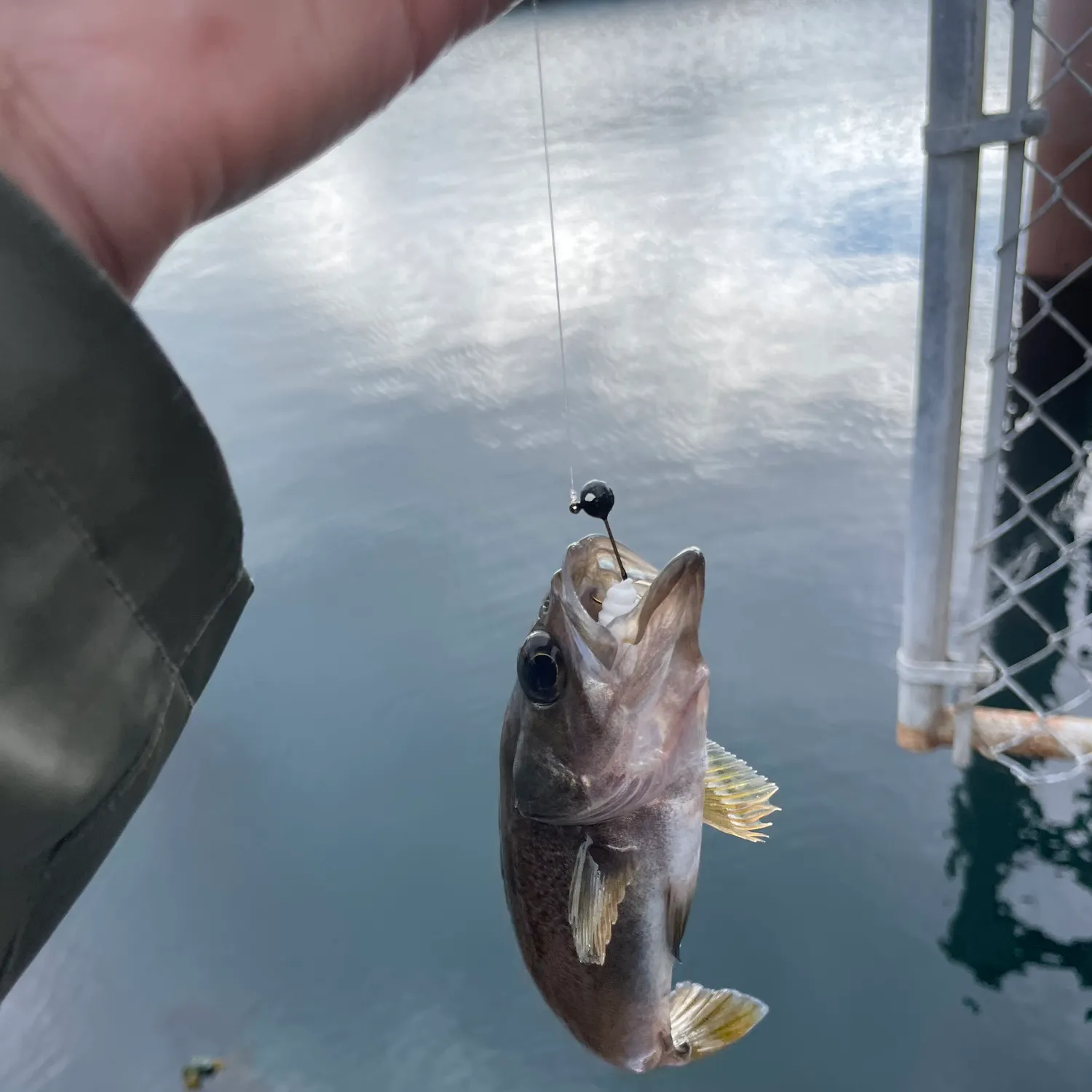 Yellowtail rockfish caught on Fishbrain