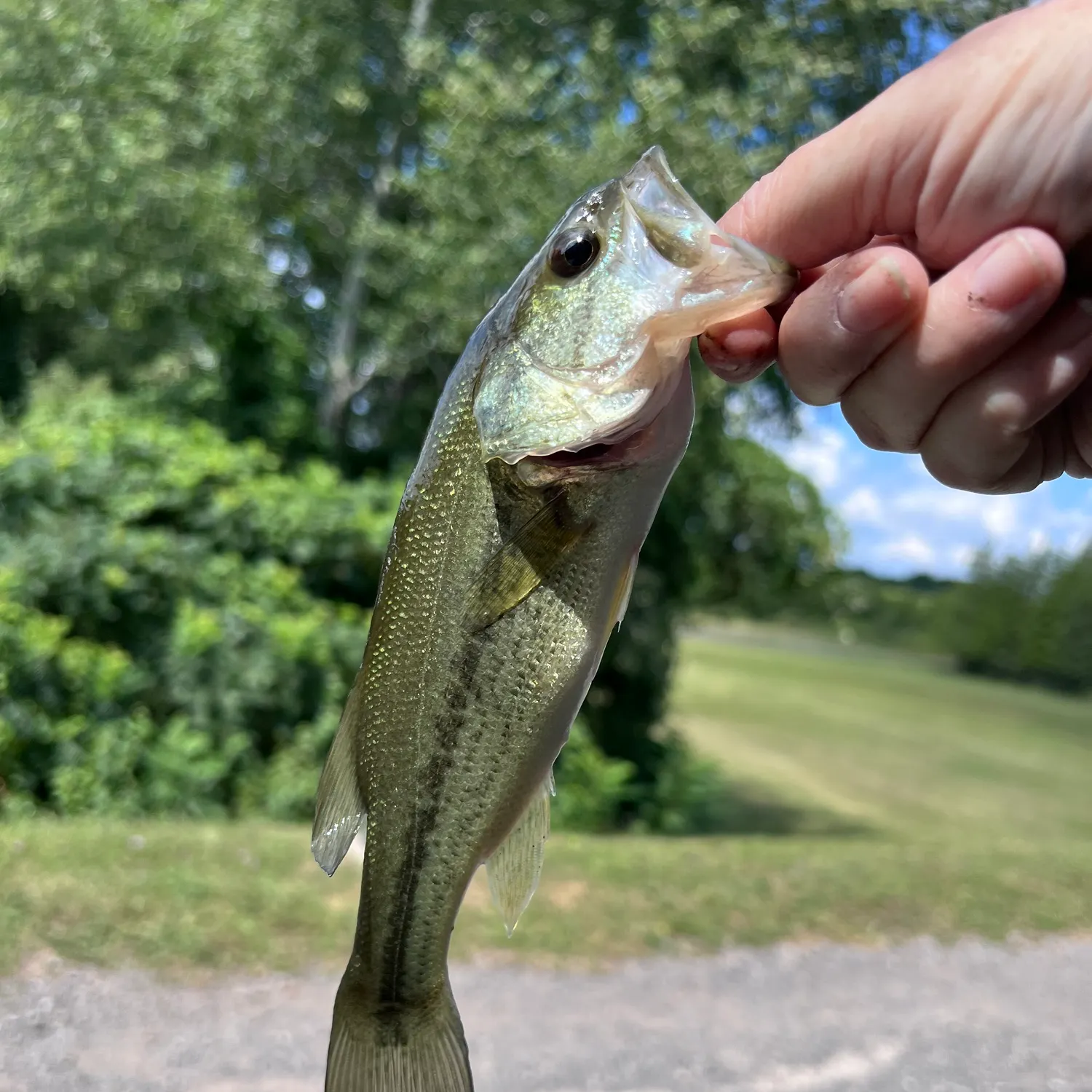 Fish caught on Fishbrain