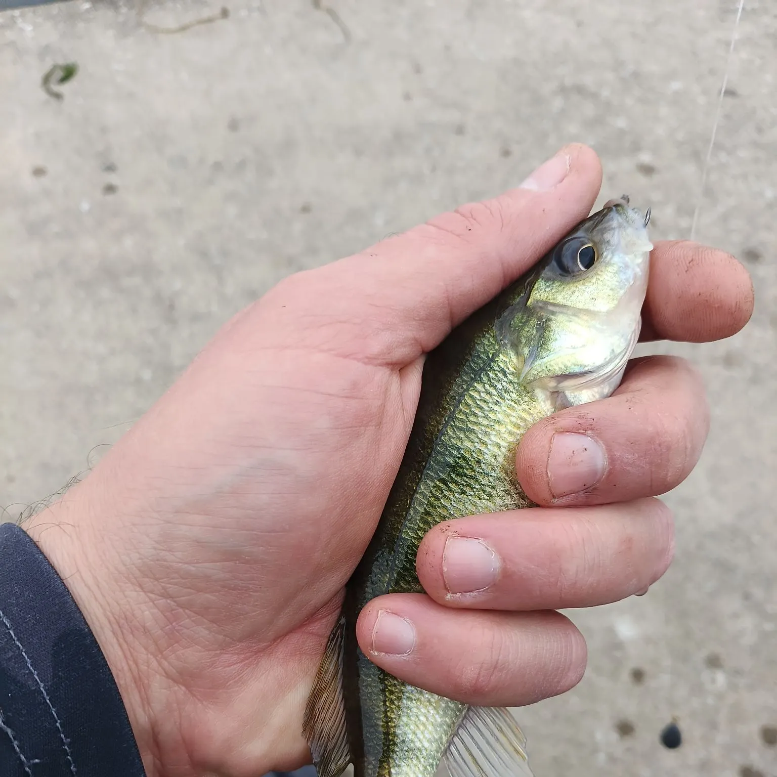 Yellow perch caught on Fishbrain