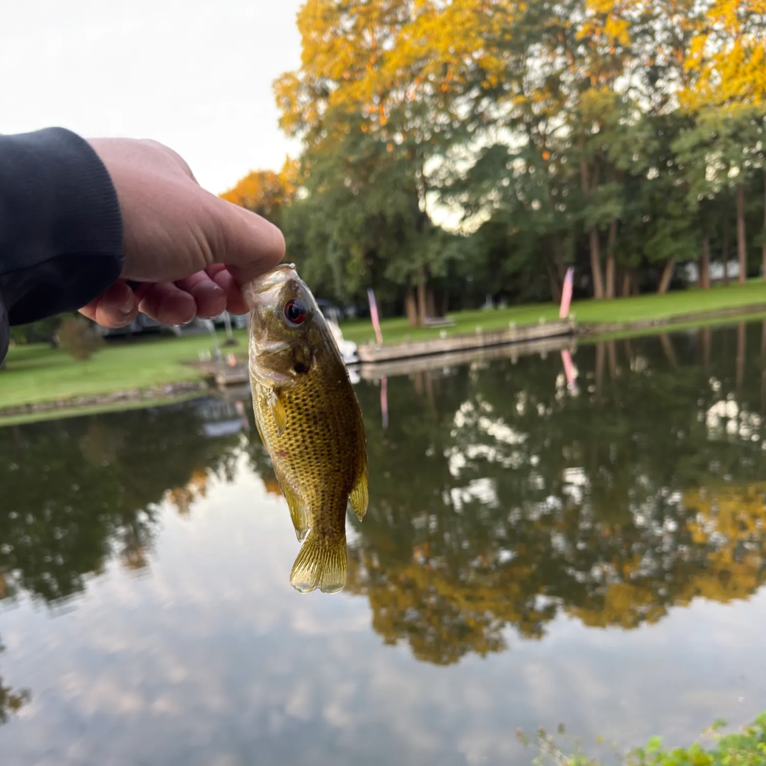 Rock bass caught on Fishbrain