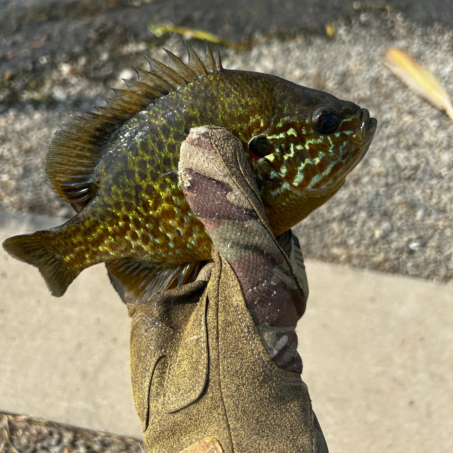 catch