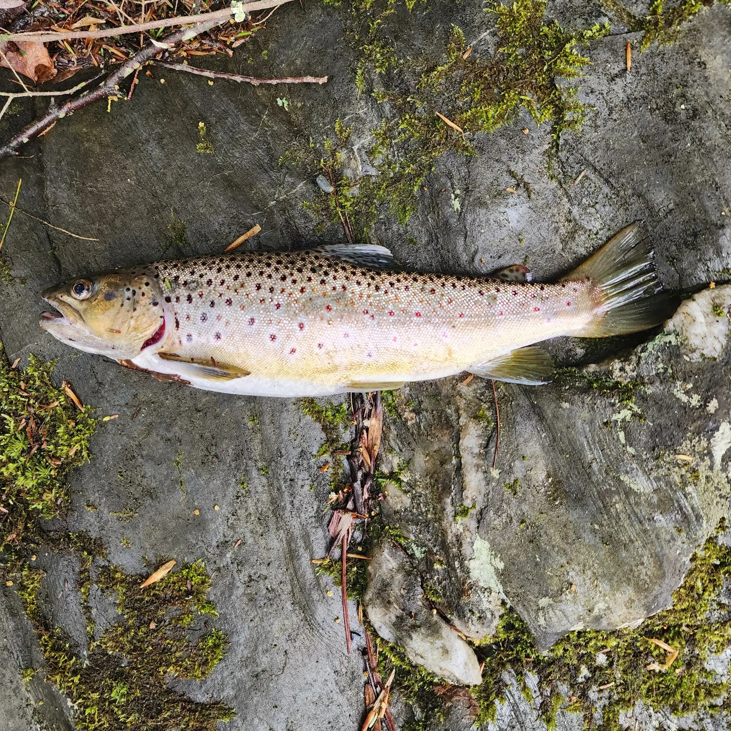 recently logged catches